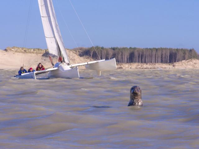 Quend-Plage_À_la_rencontre_des_phoques_en_trimaran©CRTC-Hauts-de-France_Nicolas_Bryant