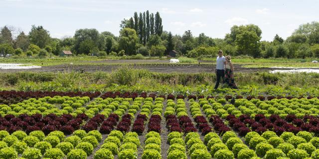 Amiens Cultures Maraîchaires Aux Hortillonnages © CRTC Hauts-de-France - Benjamin Teissedre