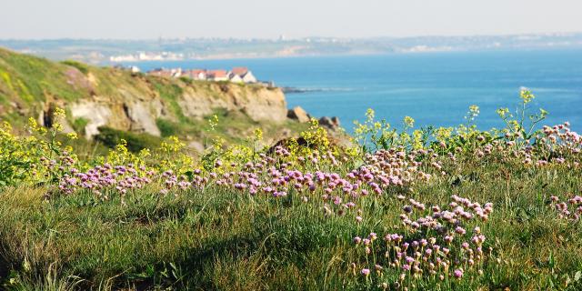 Audresselles Le Cran Aux Oeufs fleurs © C.Cholez - Terre Des 2 Caps Tourisme