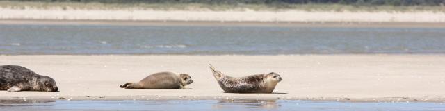 Baie De Somme Phoques © CRTC Hauts-de-France - Jean-Luc Verbrugghe