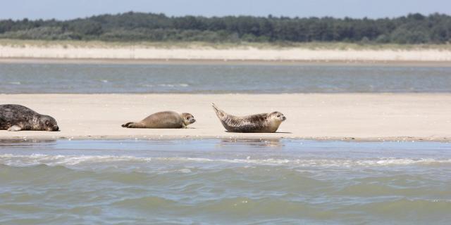 Baie De Somme Phoques © CRTC Hauts-de-France - Jean-Luc Verbrugghe