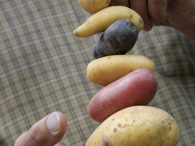 Laucourt_Bayard_pomme de terre © CRTC Hauts-de-France - Anne-Sophie Flament