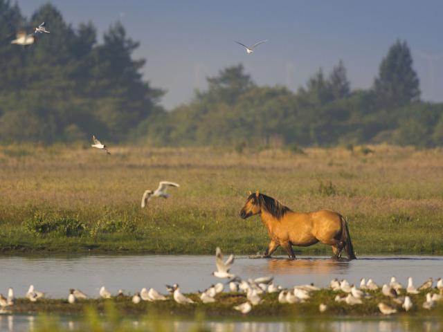 Baie de Somme_henson dans le marais du Crotoy©CRTC Hauts-de-France -Stéphane Bouilland