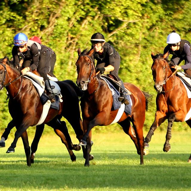 Chantilly_Entrainement des chevaux de course © APRH – France Galop