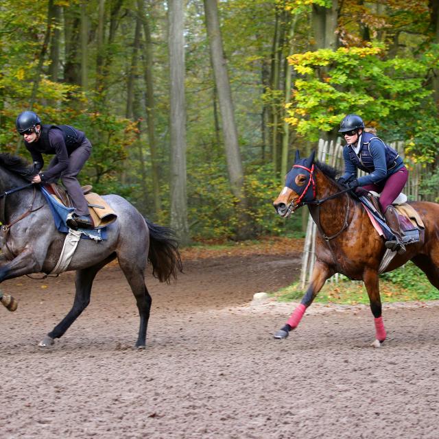 Chantilly _ Entrainement des chevaux de course © APRH – France Galop