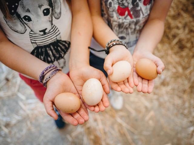 Ferme Pedago Au Pti Coin De Campagne Lucie Nicolas 2