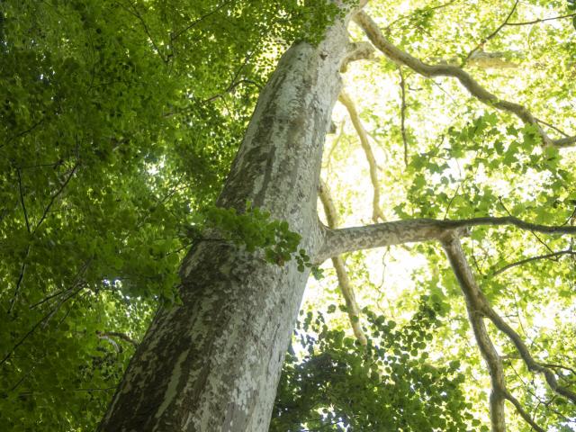 Forêt de Compiègne _ Festival des Forêts © CRTC Hauts-de-France - Benjamin Teissedre