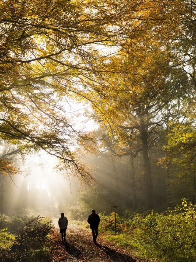 Saison : automne - Lieu : Forêt de Crécy, Crécy-en-Ponthieu, Somme, Picardie, Hauts-de-France, France