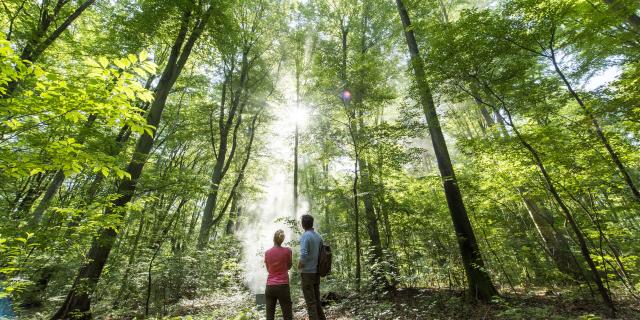 Forêt de Compiègne _ Promenade en Forêt de Compiègne © CRTC Hauts-de-France - Comdesimages.com