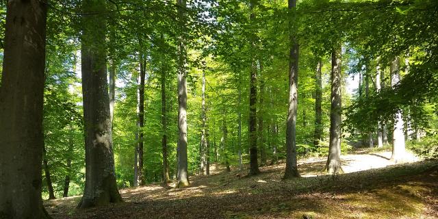 Villers-Cotterêts _ Forêt de Retz - © Office de Tourisme Retz en Valois