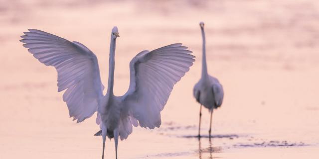 Deux grandes aigrettes se disputent la zone de pêche - Le Crotoy, Baie de Somme _ CRT HDF Stephane Bouilland