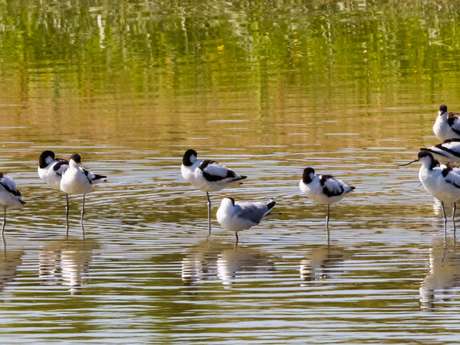 La Baie et ses oiseaux