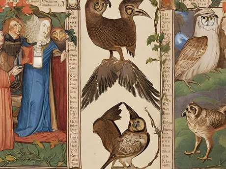 Oiseaux et Superstitions du Moyen-Age