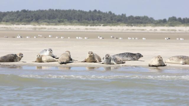 Baie De Somme_ Phoques allongés sur le sable © CRTC Hauts-de-France - Jean-Luc Verbrugghe