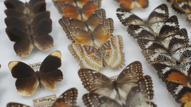 Saint Quentin Le Musée des Papillons © CRT Hauts-de-France – Ludovic Leleu
