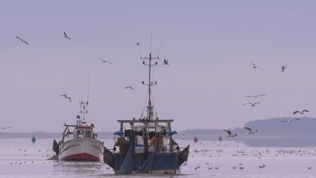 Pêcheur à la crevette, dits 