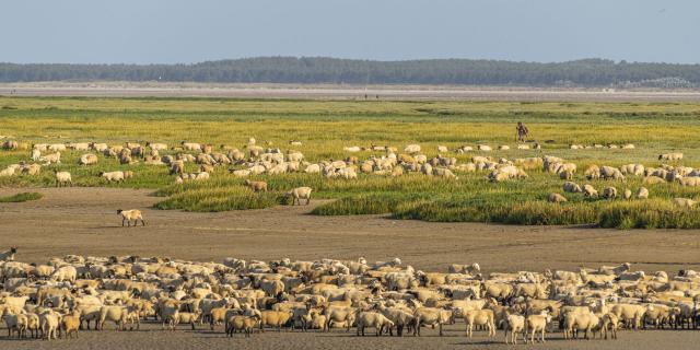 Baie de Somme_ Les moutons de prés-salés face à Saint-Valery © CRTC Hauts-de-France - Stéphane BOUILLAND