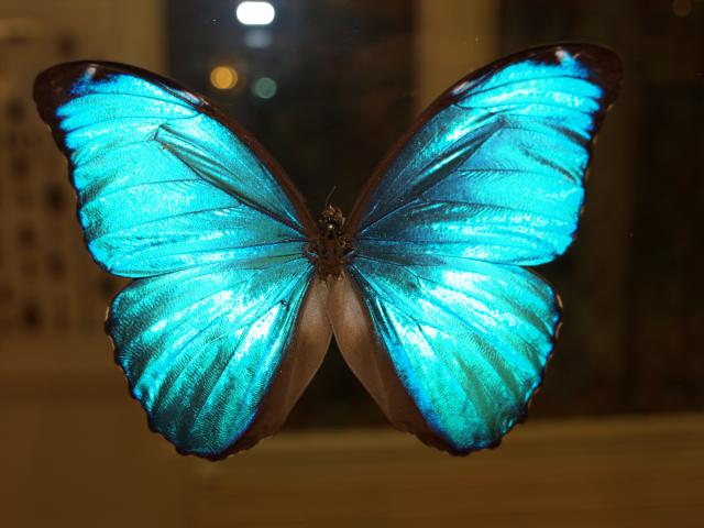 Saint-Quentin_Musée des Papillons_Morpho Nestira © CRTC Hauts-de-France - Ville de Saint-Quentin - Musée des Papillons