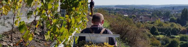 Haillicourt, Vignoble sur le terril ©CRTC Hauts-de-France - Maxime Truffaut