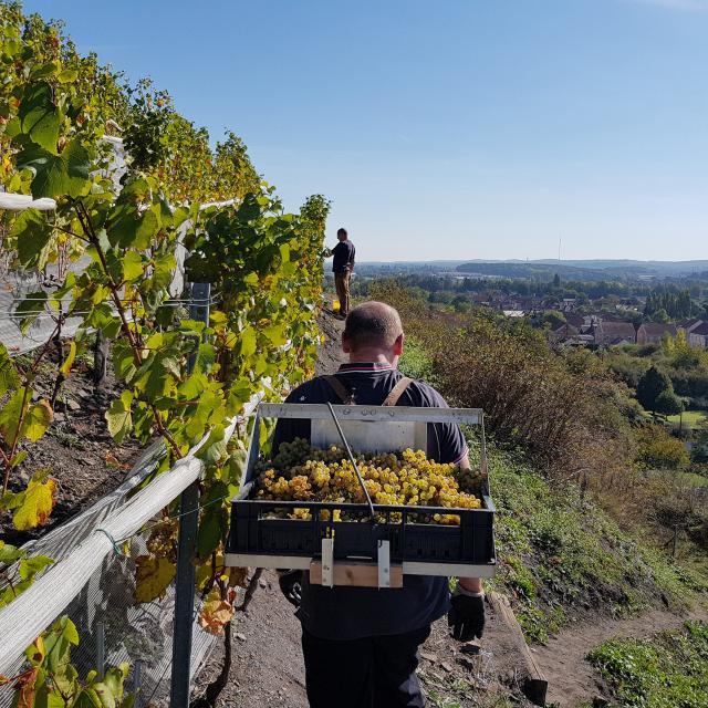 Haillicourt, Vignoble sur le terril ©CRTC Hauts-de-France - Maxime Truffaut