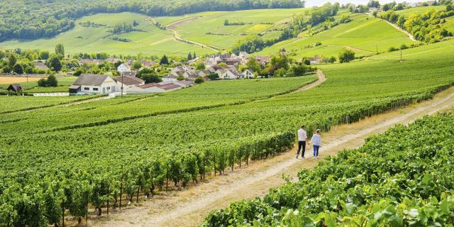 Aisne _ Randonnée dans le vignoble de champagne © CRTC Hauts-de-France - Vincent Colin