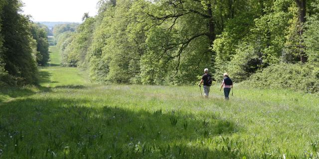 Villers-Cotterêts _ Forêt de Retz _ Allée Royale © Office de Tourisme Retz-en-Valois