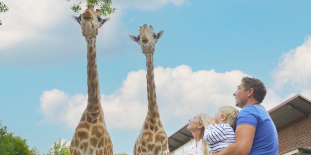 Maubeuge, le zoo crédits Hauts-de-France Tourisme_ Hikari